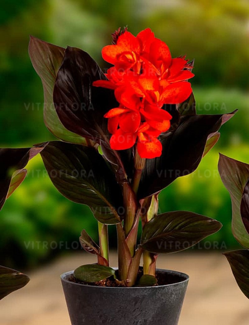 Канна CannaSun Therese (Vitroflora)