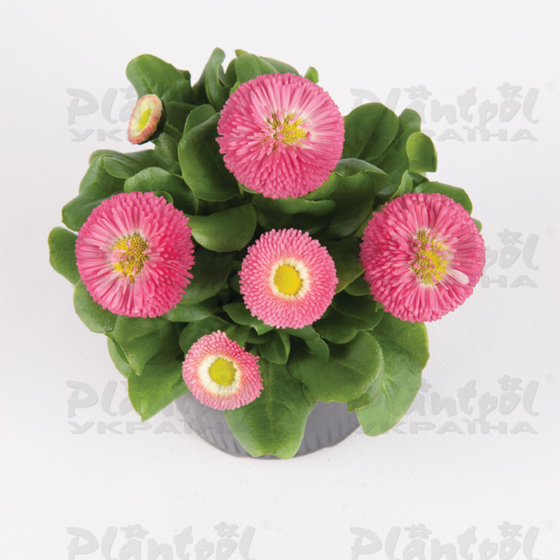 Стокротки bellis perennis BellaStar Compact Rose (288 палета)