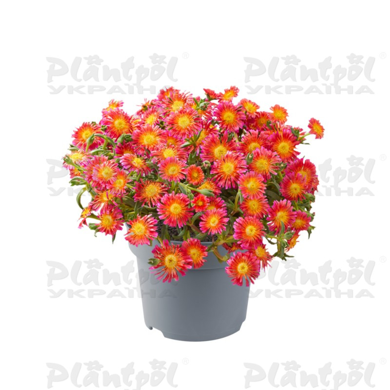 Делосперма Ocean sunset Orange Glow (128 палета/Florensis)