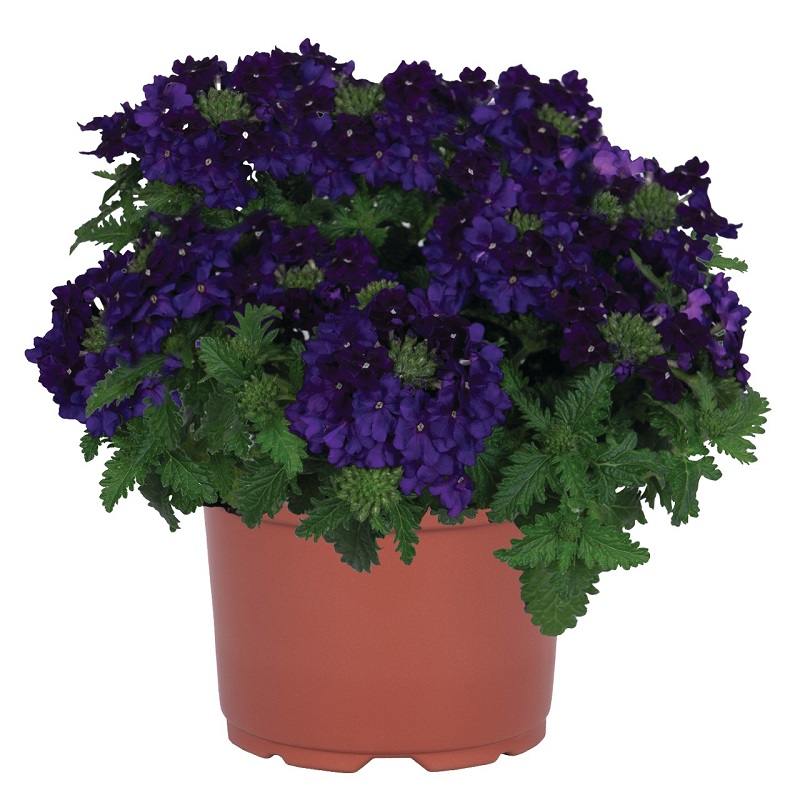 Вербена Empress Sun Dark Blue