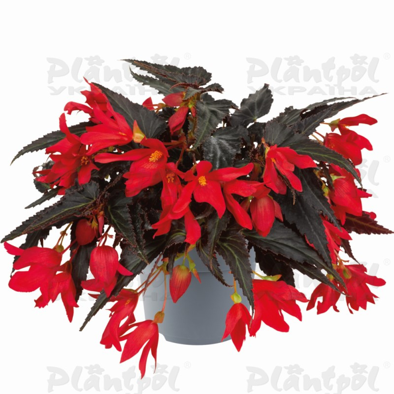 Бегонія Boliviensis Bonaparte Night Fever Rosso (180 палета)