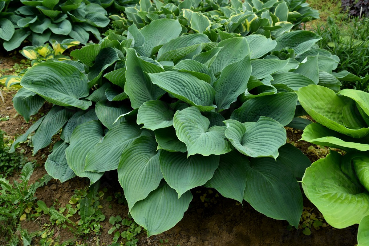 Хоста гігантська Blue Angel (Vitroflora)