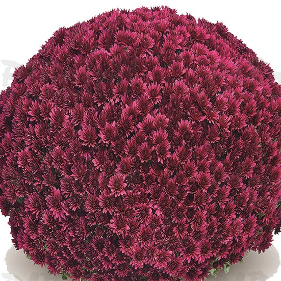 Хризантема дрібноквіткова горшкова Aduro Purple