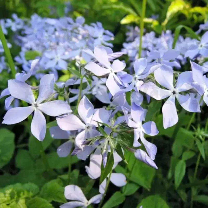 Флокс subulata Clouds of Perfume (Vitroflora)