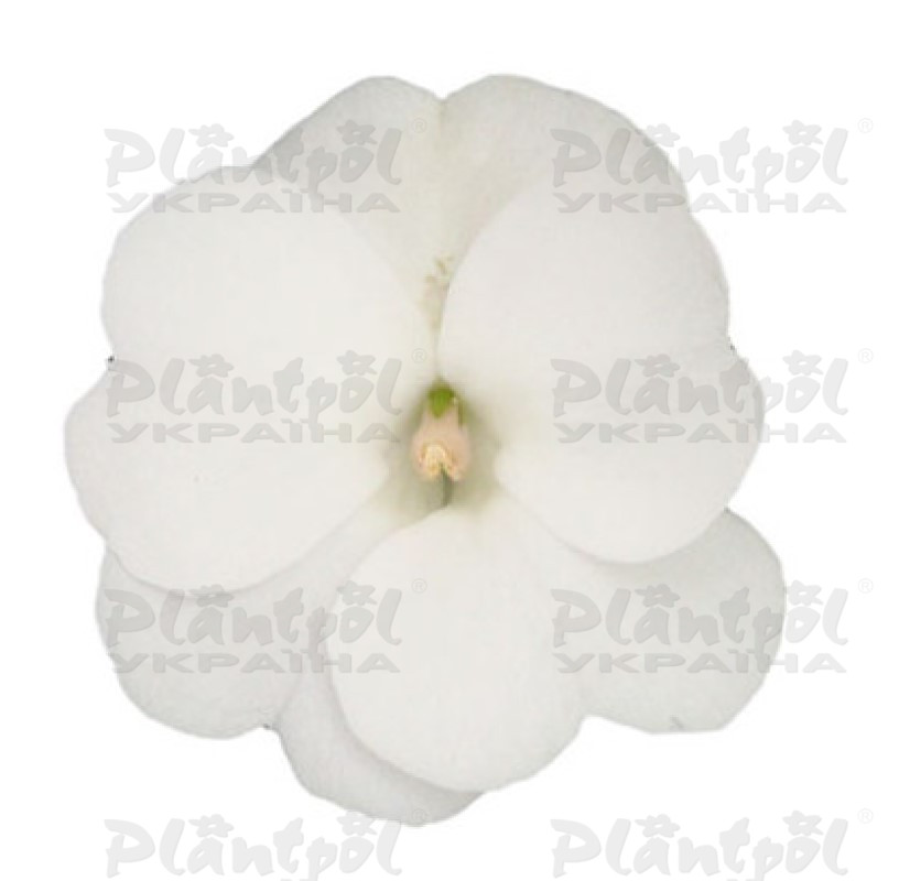 Імпатієнс Sunpatiens Patio White