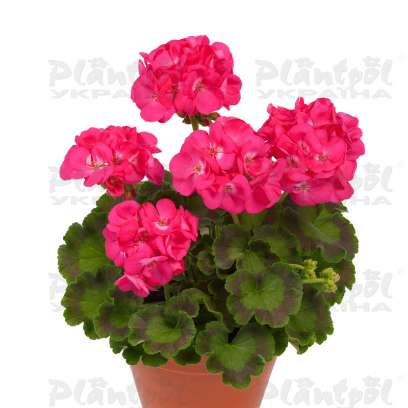 Пеларгоні зональна Zonale Dazzling Pink