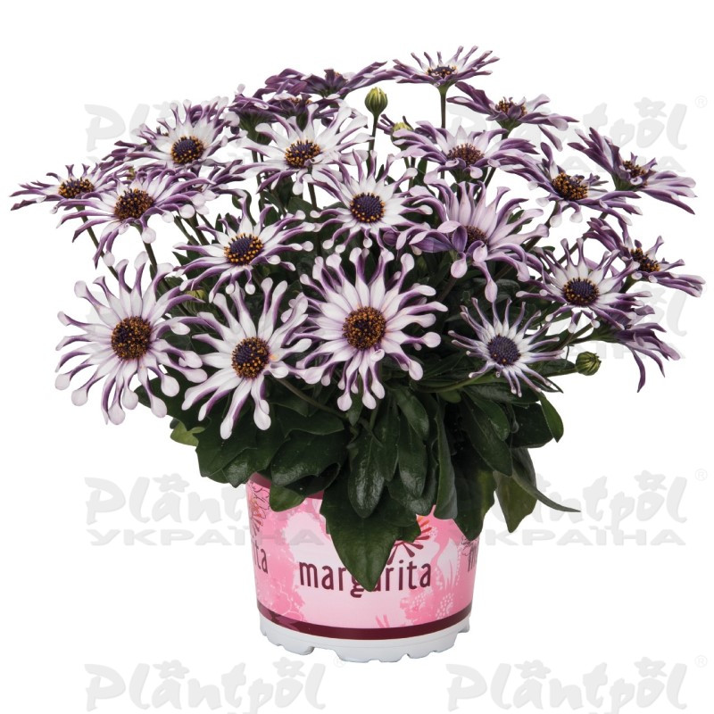 Oстеоспермум Margarita White Spoon (Vitroflora)