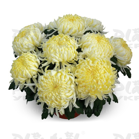 Хризантема великоквіткова горшкова Angelys Jaune (Vitroflora)