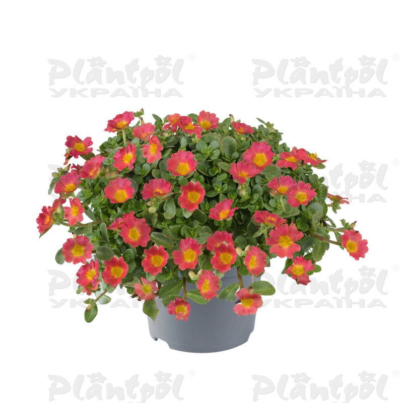 Портулак Pazzaz Nano Hot Pink