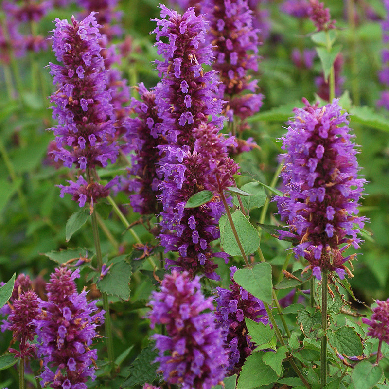 Агастахіс Blue Boa (Vitroflora)
