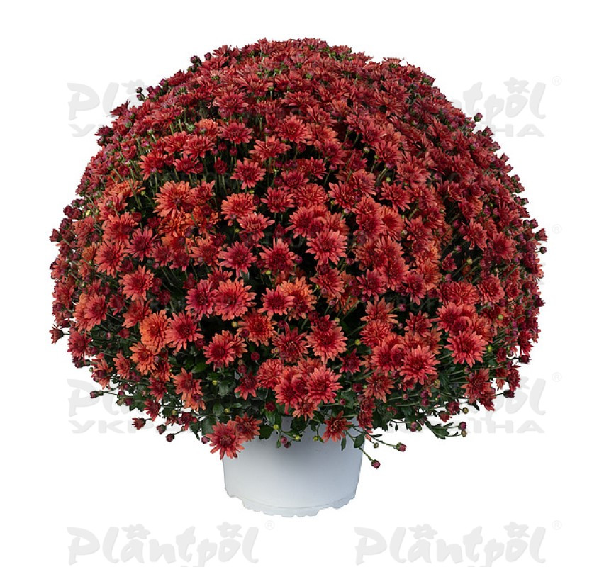 Хризантема дрібноквіткова горшкова Ace Bronze (Vitroflora)