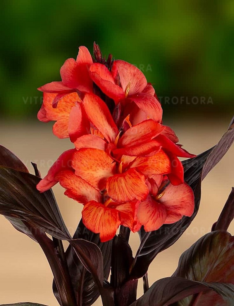 Канна CannaSun Alisa (Vitroflora)