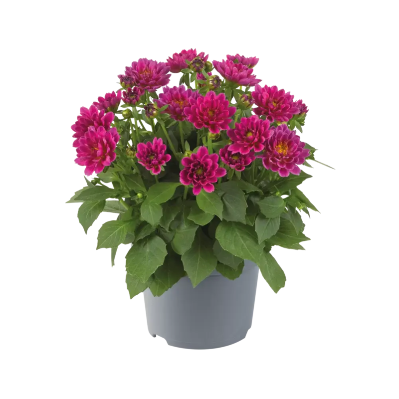 Жоржина Dalina Mini Purple