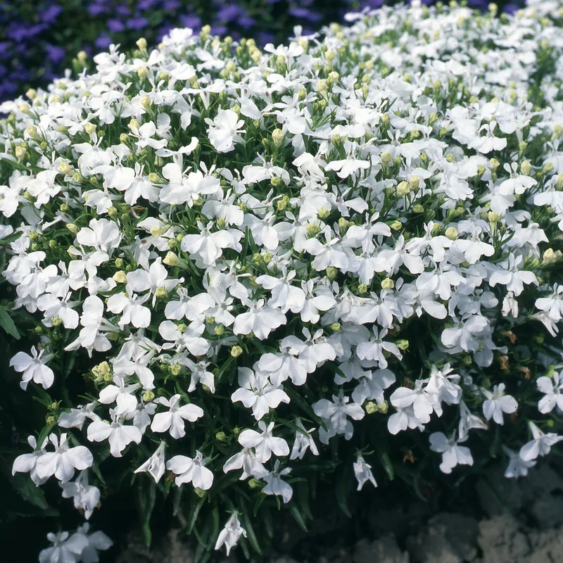 Фото 1