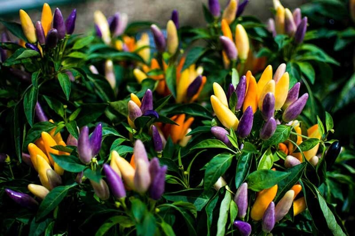 Капсікум annuum Salsa Purple Yellow (288 палета/Florensis)