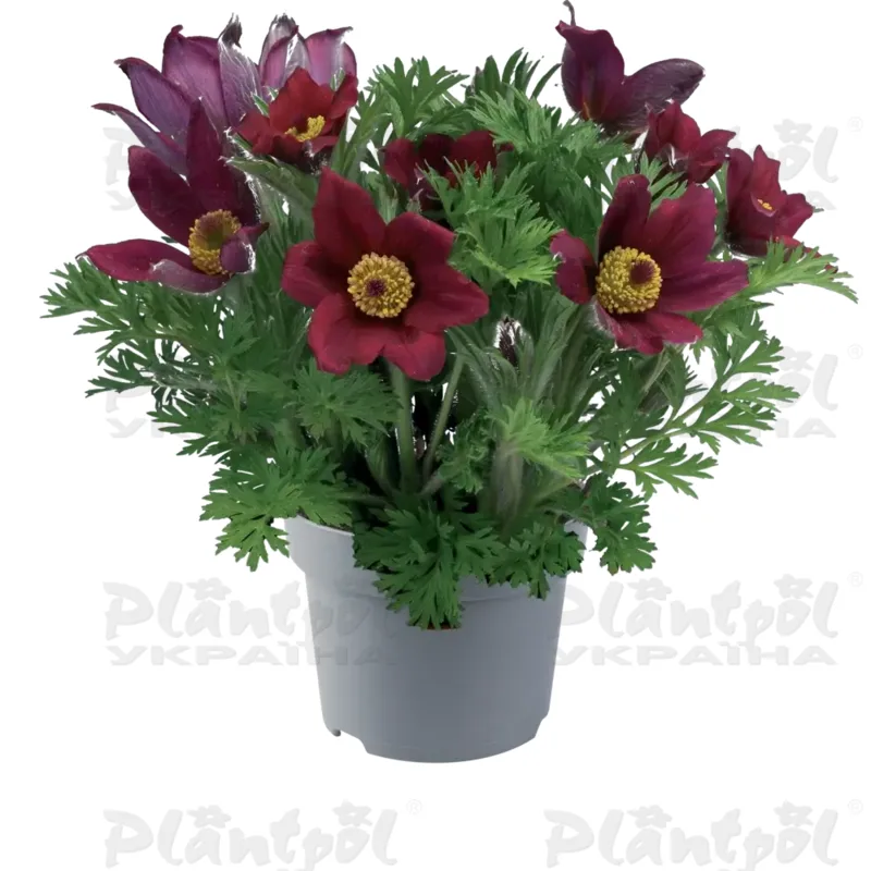 Пульсатіла Pulsar Red Shades (Florensis)