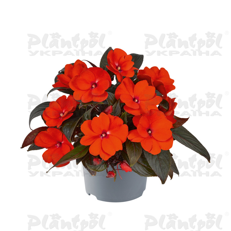 Імпатієнс New Guinea Clockwork DL Orange