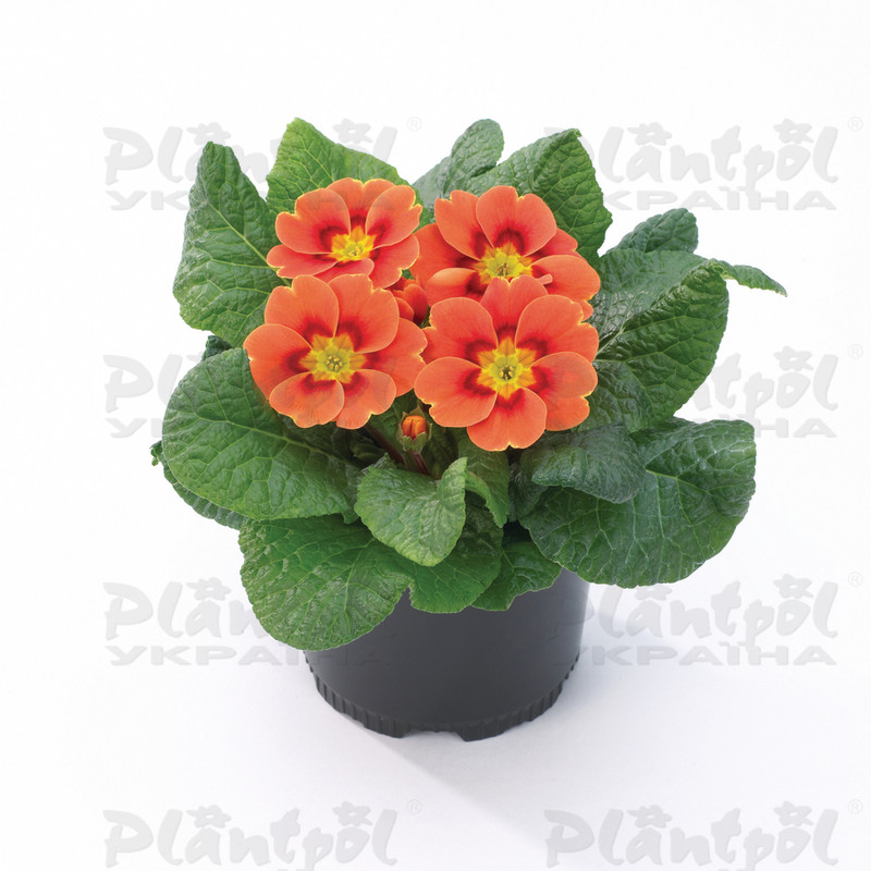 Примула vulgaris Sphinx® F1 Real Orange