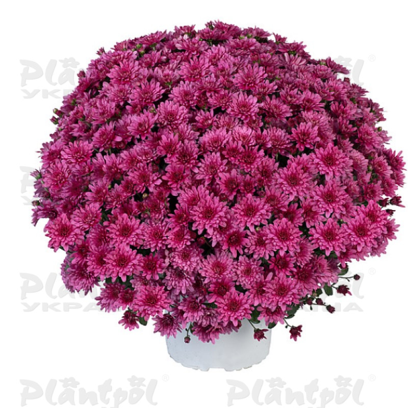 Хризантема дрібноквіткова горшкова Ace Purple (Vitroflora)