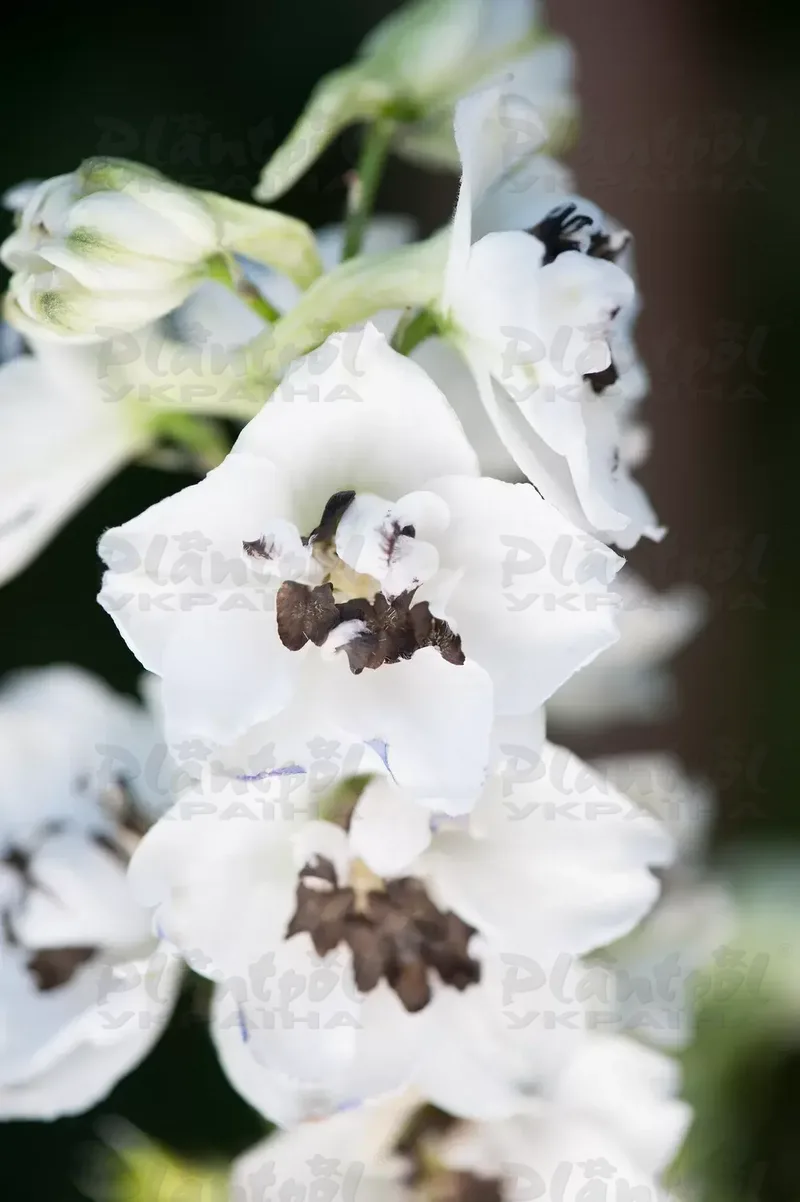 Дельфініум Magic Fountain White Dark Bee (288 палета/Florensis)