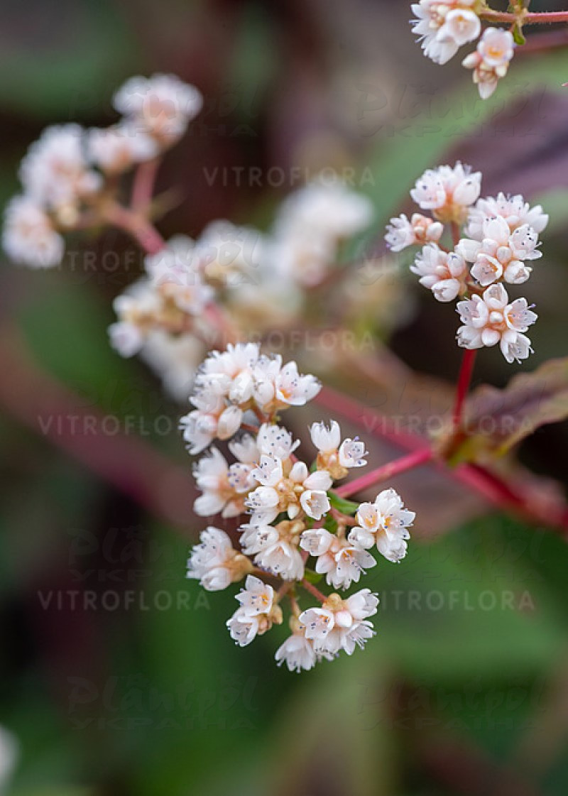 Персікарія Red Dragon (Vitroflora)