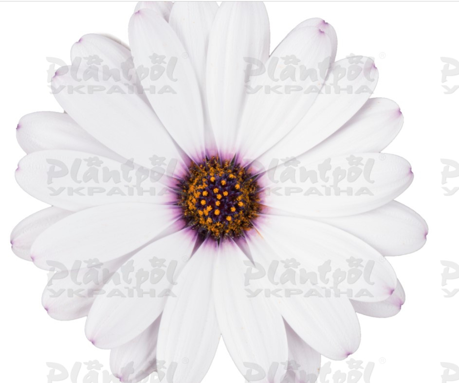 Остеоспермум Dalina Early White