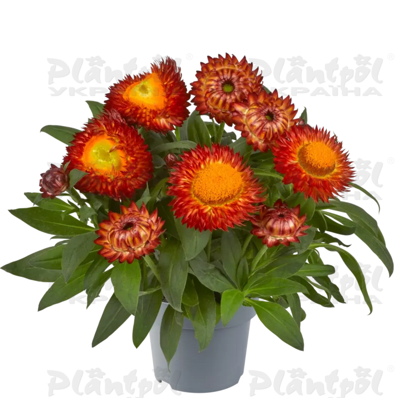 Брактеанта Bracteata Granvia Red Flame (84 палета/Florensis)