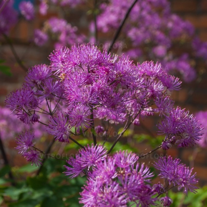 Таліктрум Black Stockings (Vitroflora)