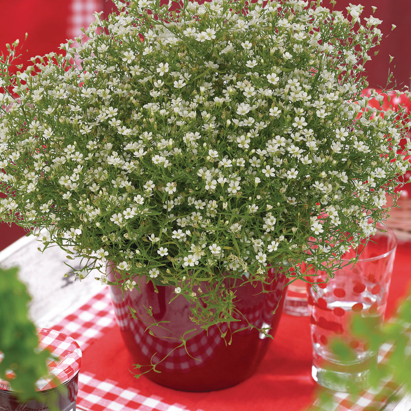 Гіпсофіла muralis Fleur White (180 палета/Florensis)