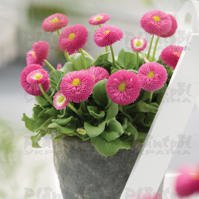 Стокротки bellis perennis Bella Rose (288 палета)