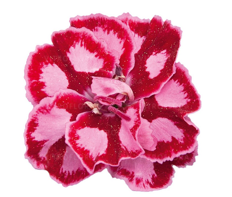Гвоздика Diantica Strawberry Cream