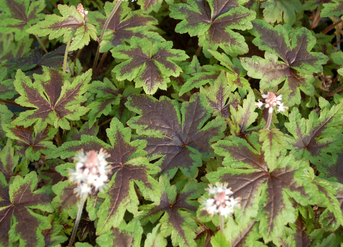Тіарелла Sugar and Spice (Vitroflora)