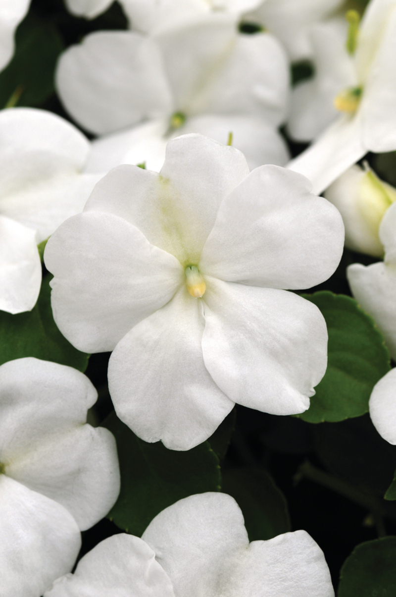 Імпатієнс walleriana DeZire White