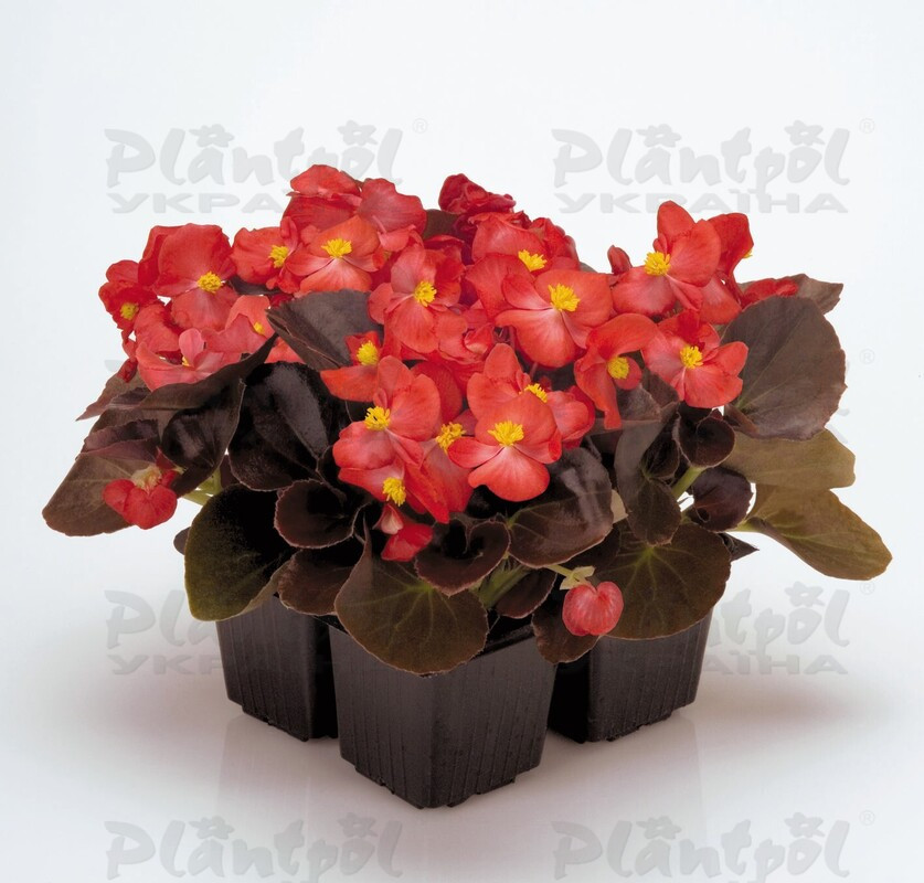 Бегонія Semperflorens New Globe F1 Scarlet