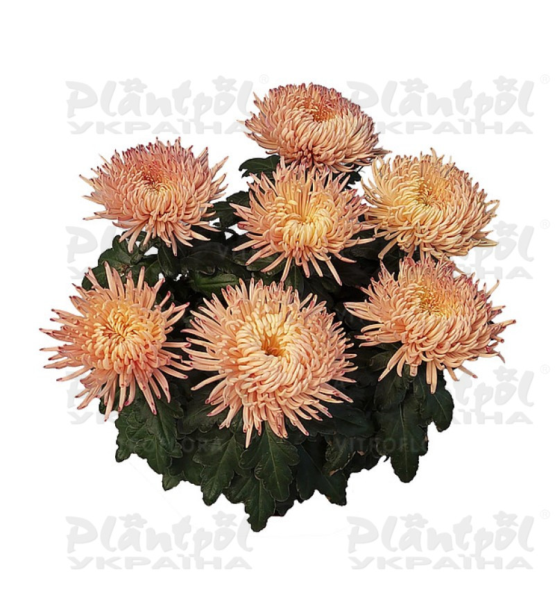 Хризантема великоквіткова горшкова Alaka Peach (Vitroflora)