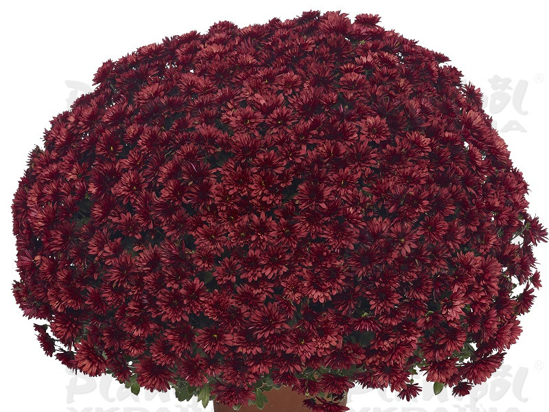 Хризантема дрібноквіткова горшкова Aduro Red