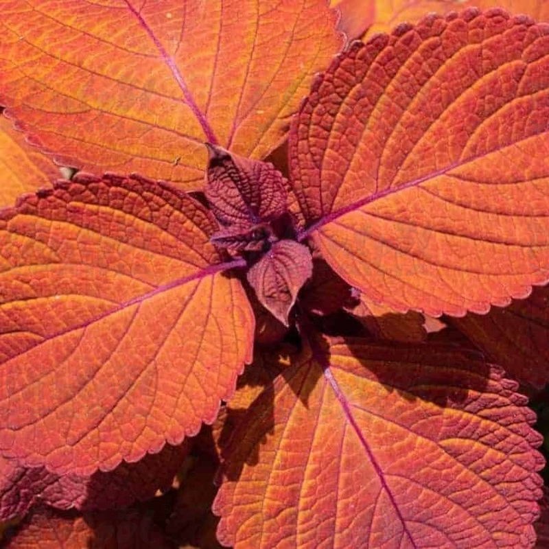 Колеус Bronze Age