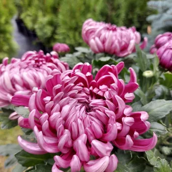 Фото 2