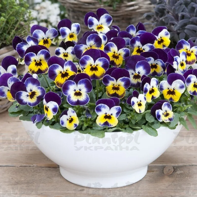 Фото 2
