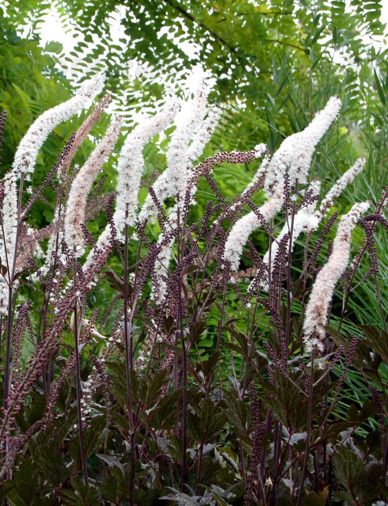 Актея Black Negligee (Vitroflora)
