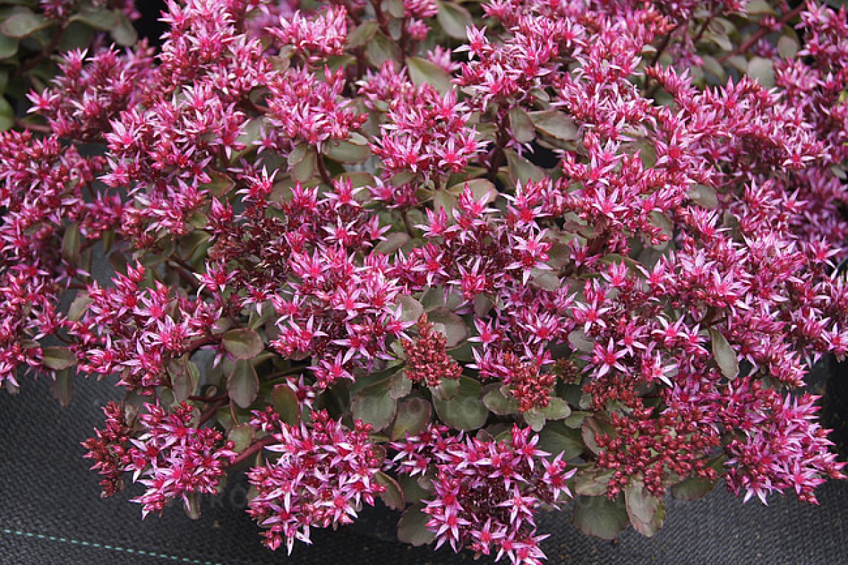 Седум ґрунтопокривний Fuldaglut (Vitroflora)