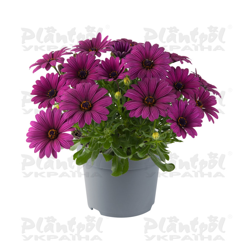 Остеоспермум Dalina Evita