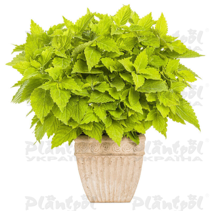 Колеус Lime Time