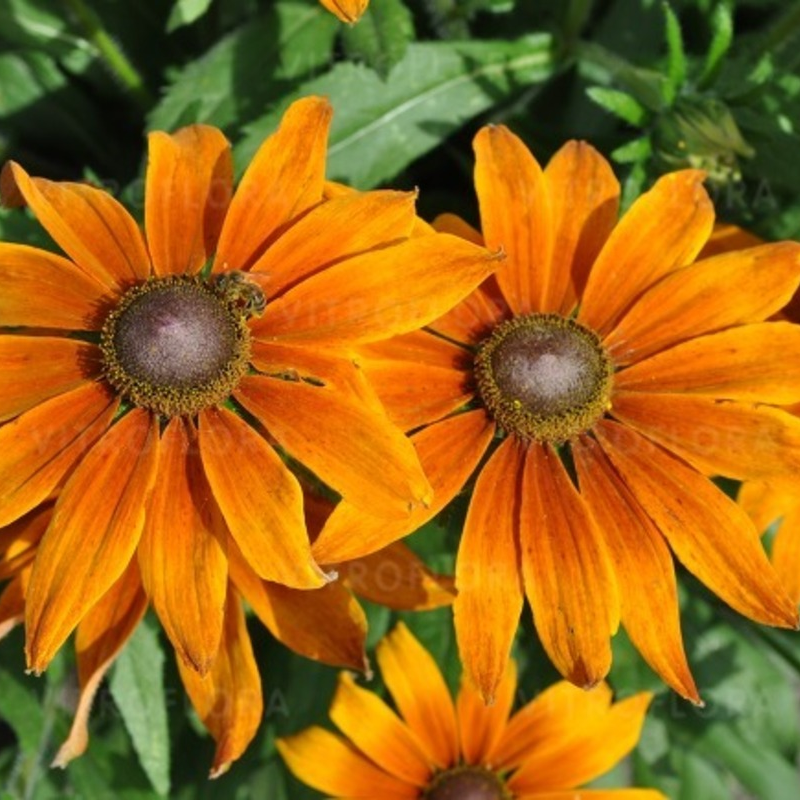 Рудбекія SmileyZ Big Joy (Vitroflora)