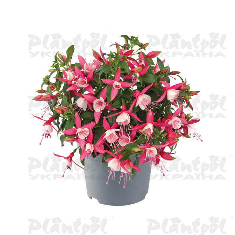 Фуксія Diva Coral & White