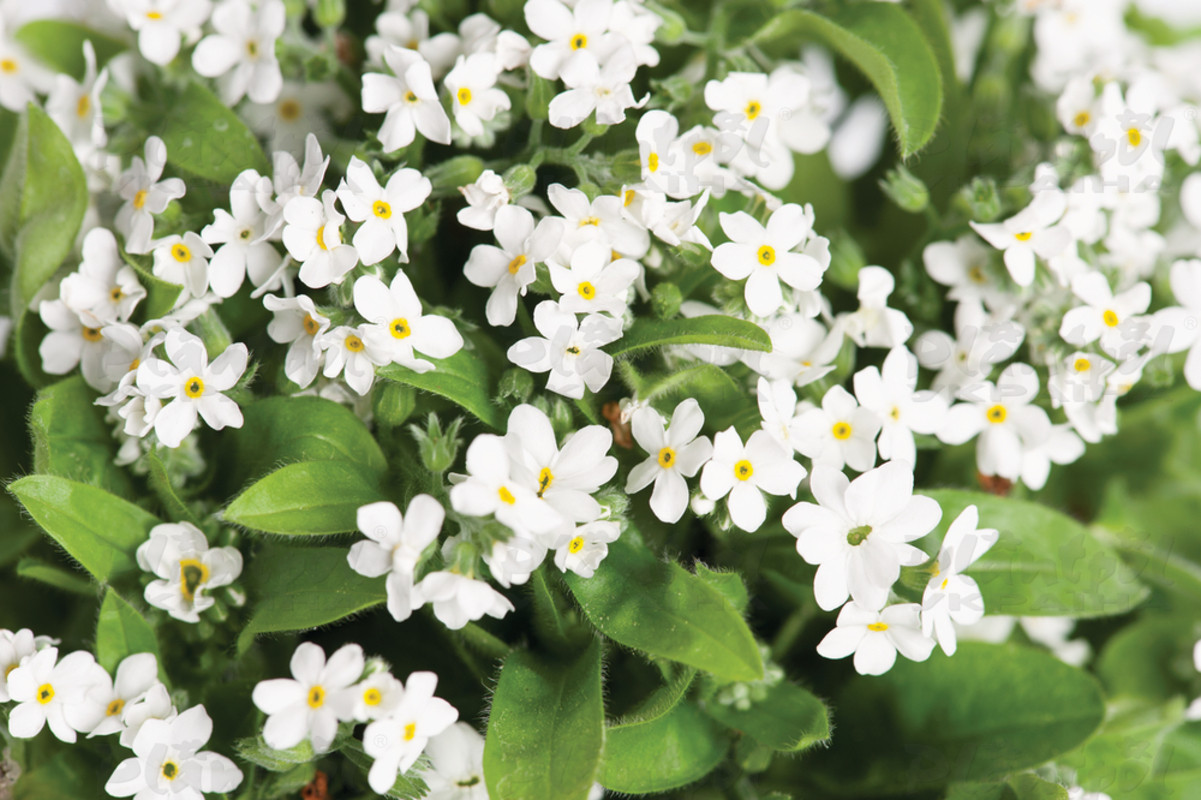 Незабудка Myosotis sylvatica Mon Amie White (510 палета)