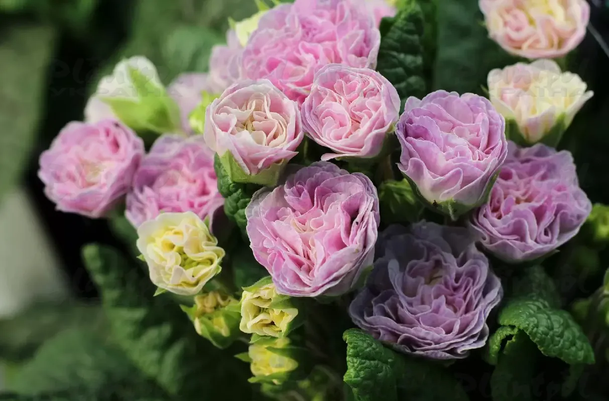 Примула Belarina Pink Champagne