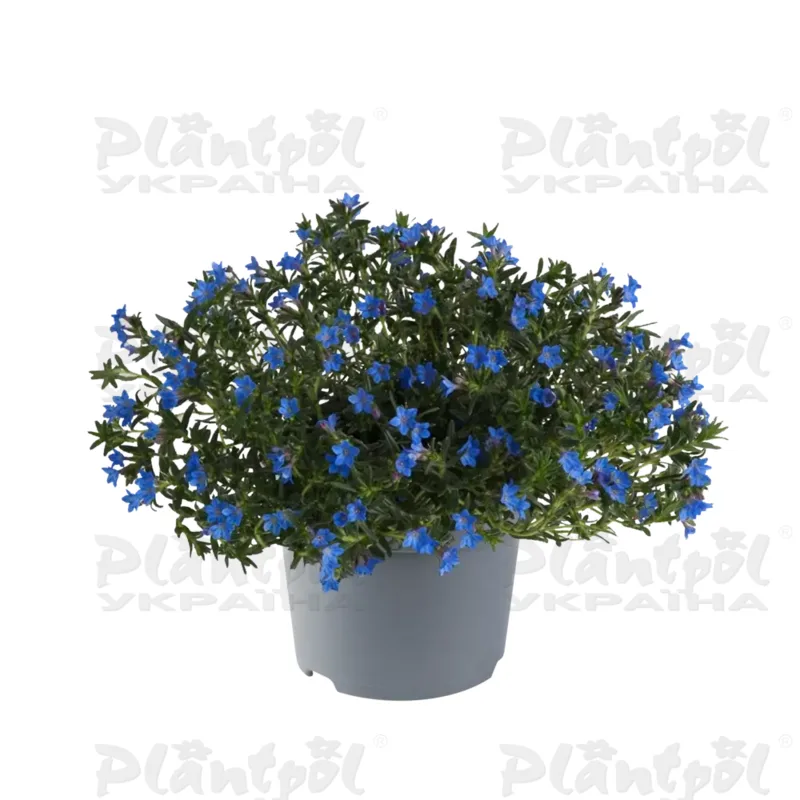 Літодора Compact Blue (Florensis)