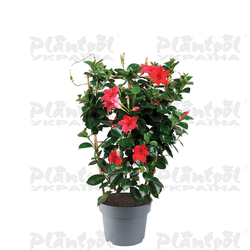 Дипладенія (Сундавіл) Sundaville® Classic Red