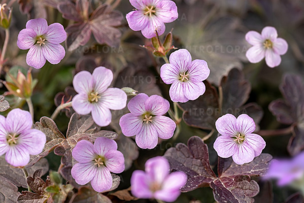 Герань Dusky Crug ( Vitriflora)